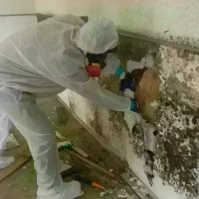 Mold Remediation and Removal in Strasburg, PA